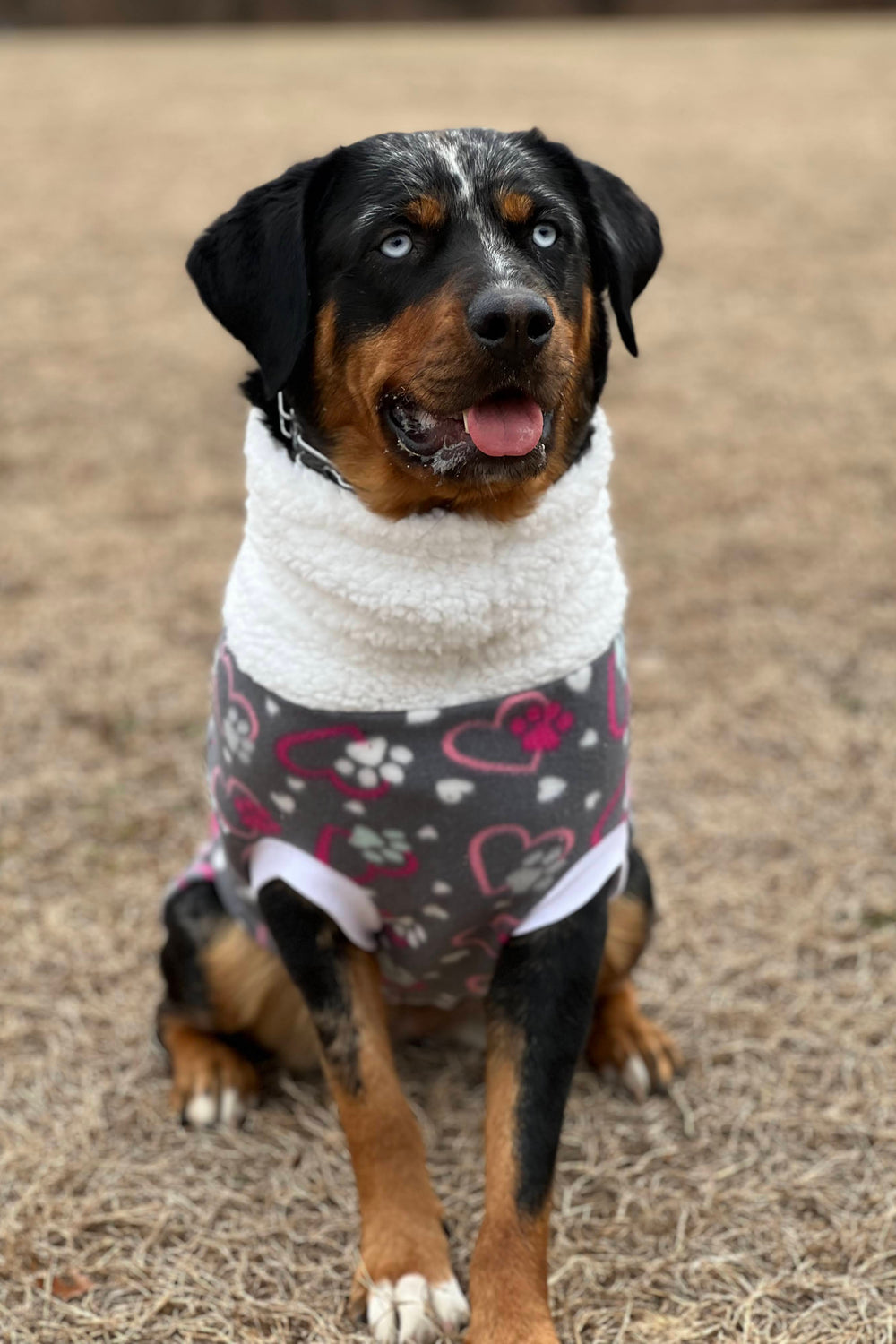 A dog modeling Jax & Molly's Valentine's Day Dog Sweater, with a cute heart and paw print design, and a comfy faux sherpa turtleneck.