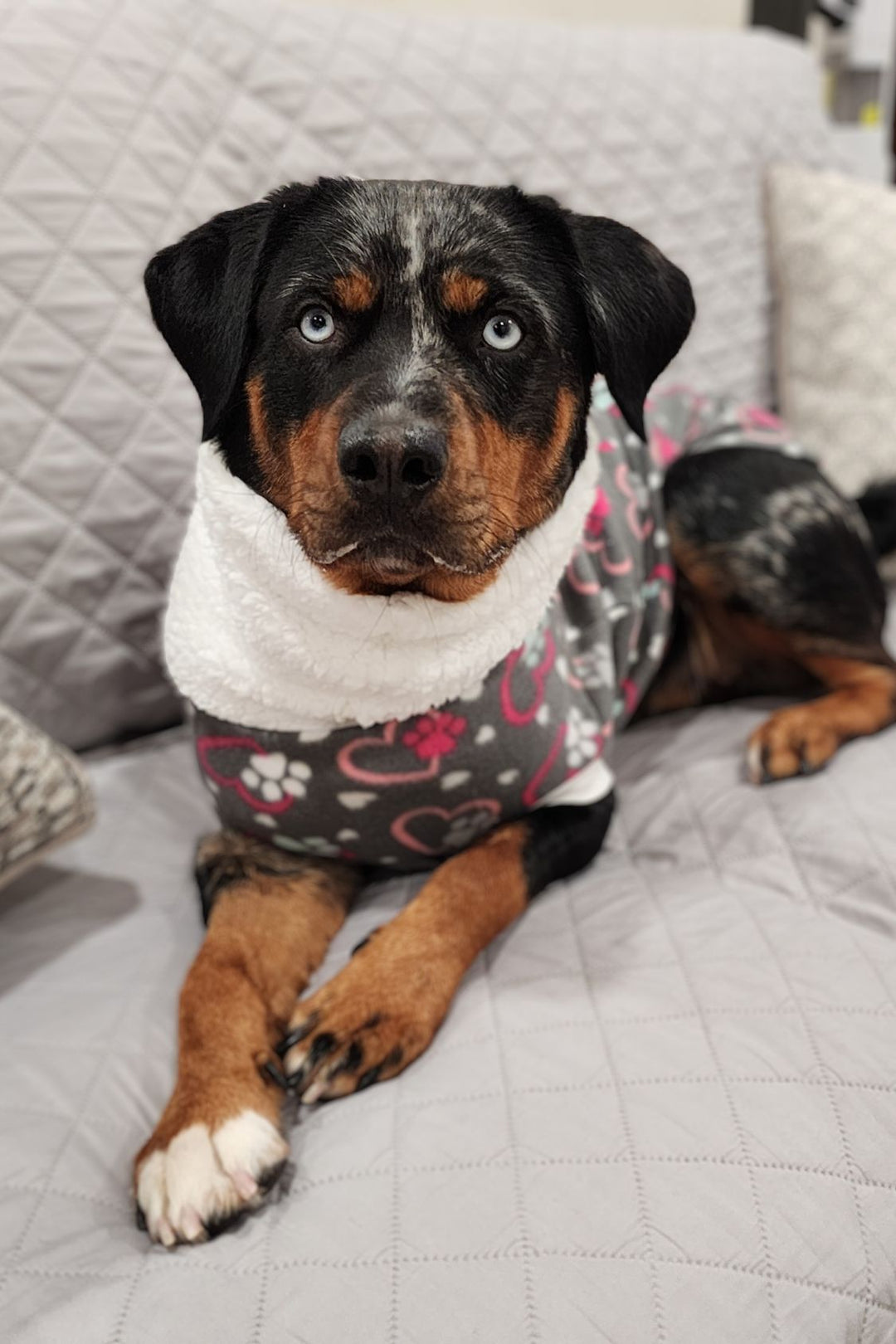 A dog modeling Jax & Molly's Valentine's Day Dog Sweater, with a cute heart and paw print design, and a comfy faux sherpa turtleneck.