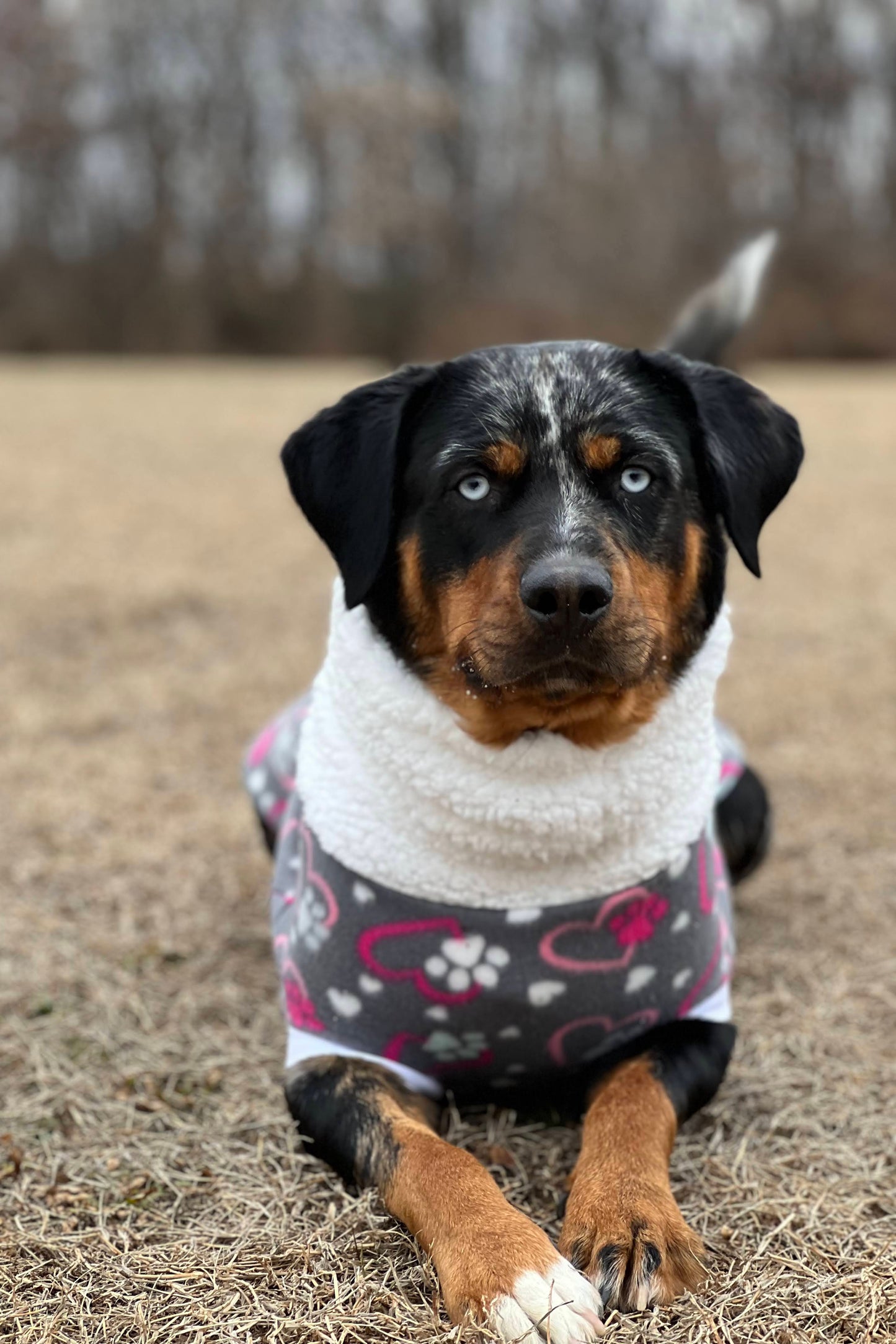 A dog modeling Jax & Molly's Valentine's Day Dog Sweater, with a cute heart and paw print design, and a comfy faux sherpa turtleneck.