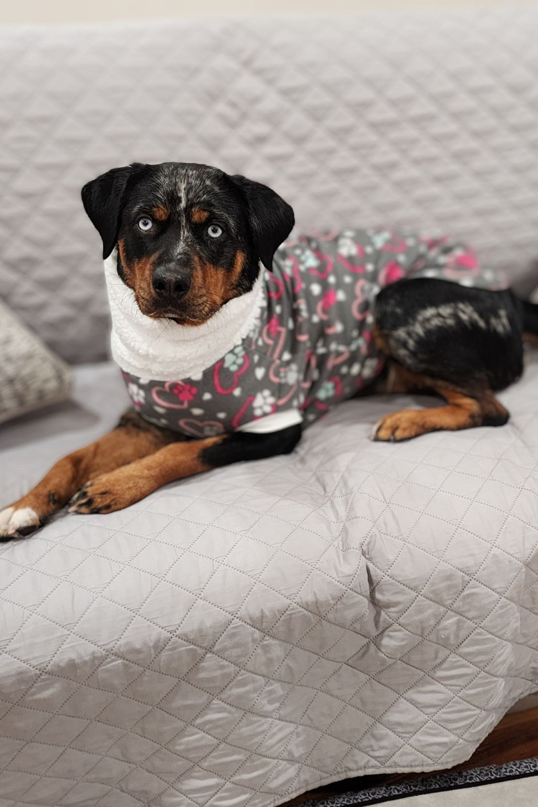 A dog lounging in Jax & Molly's Valentine's Day Dog Sweater, with a cute heart and paw print design, and a comfy faux sherpa turtleneck.