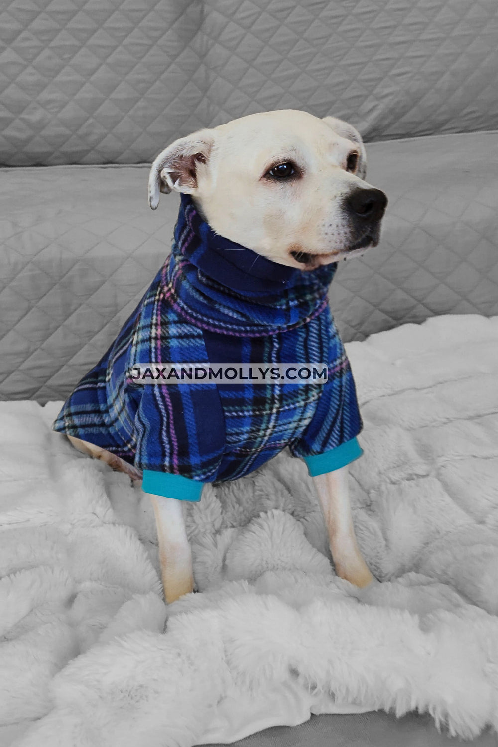 A dog wearing Jax & Molly's Peacock Plaid Dog Sweater featuring a blue plaid design with accents of pink and green.