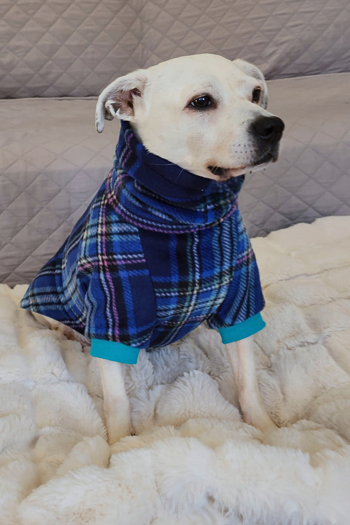 A dog wearing Jax & Molly's Peacock Plaid Dog Sweater featuring a blue plaid design with accents of pink and green.