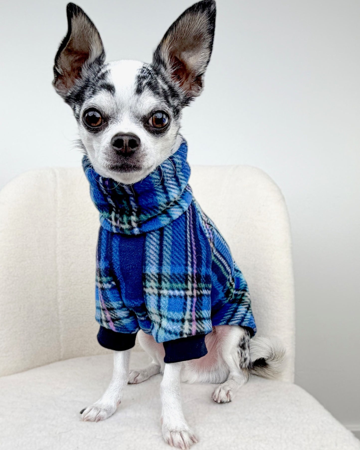 Small dog wearing a blue plaid outfit sitting on a white chair.