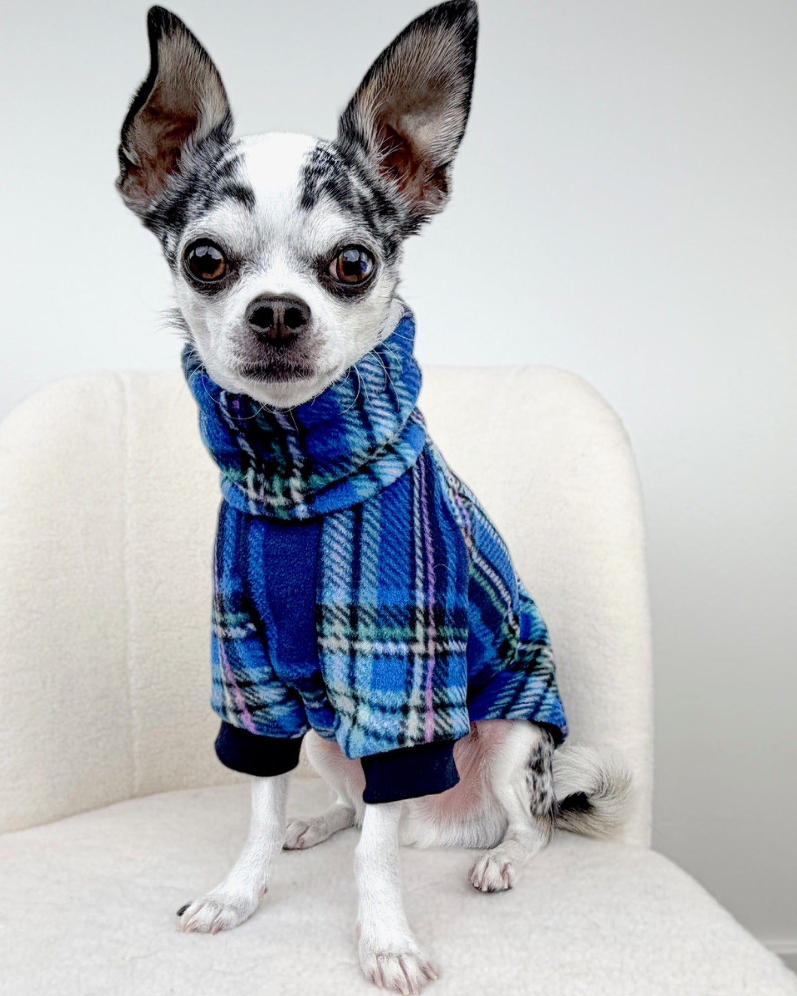 Small dog wearing a blue plaid outfit sitting on a white chair.