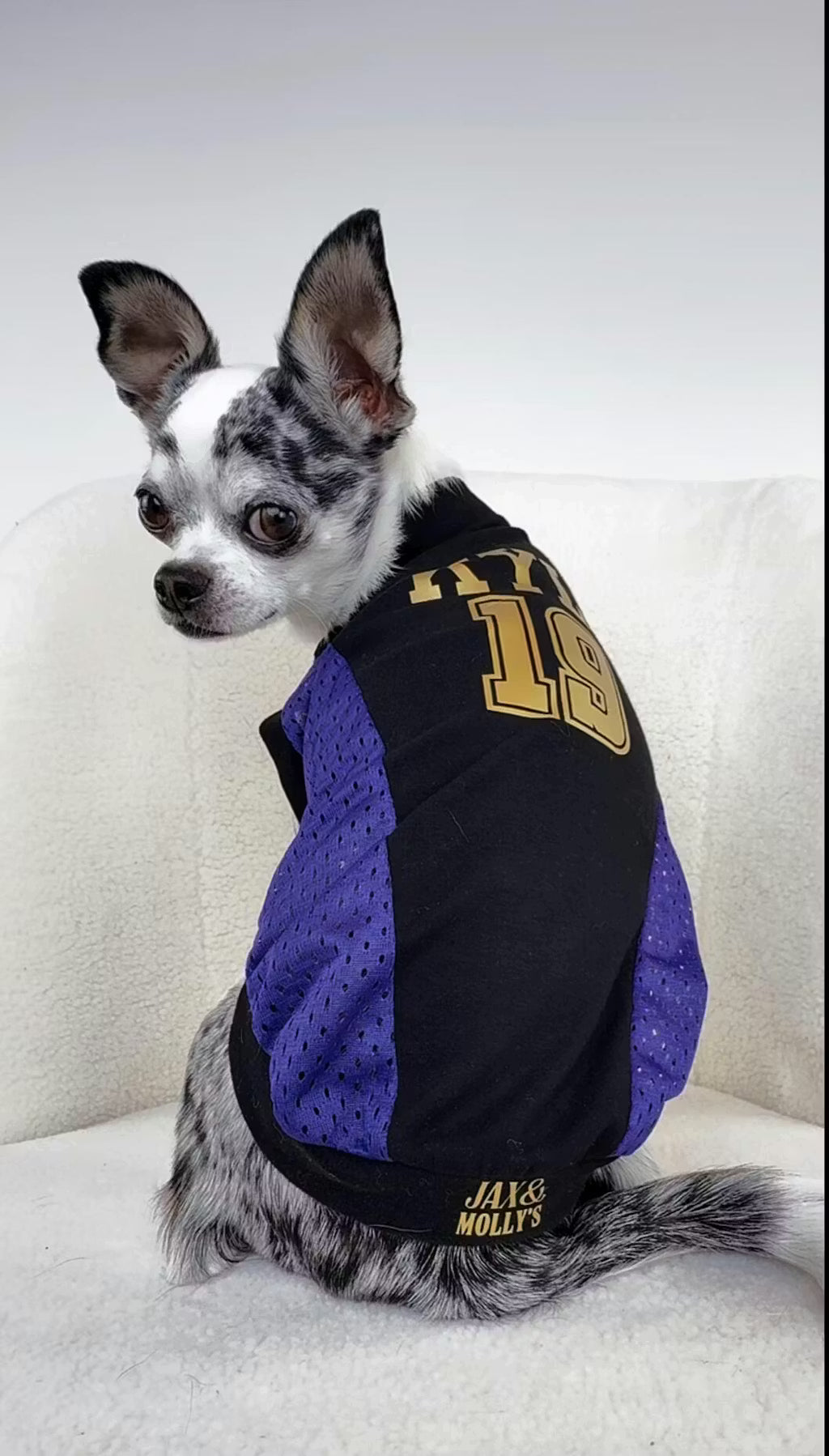 Small dog wearing a black and purple sport jersey name 'Kylo' and number '19'
