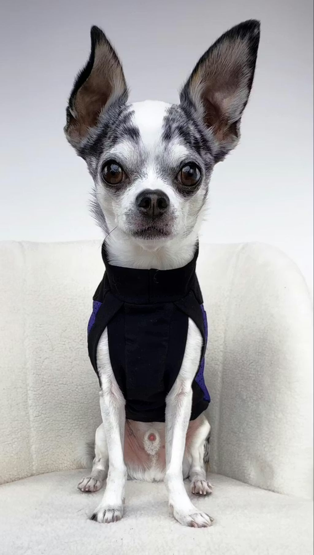 Small dog wearing a black sport jersey shirt sitting on a white couch.