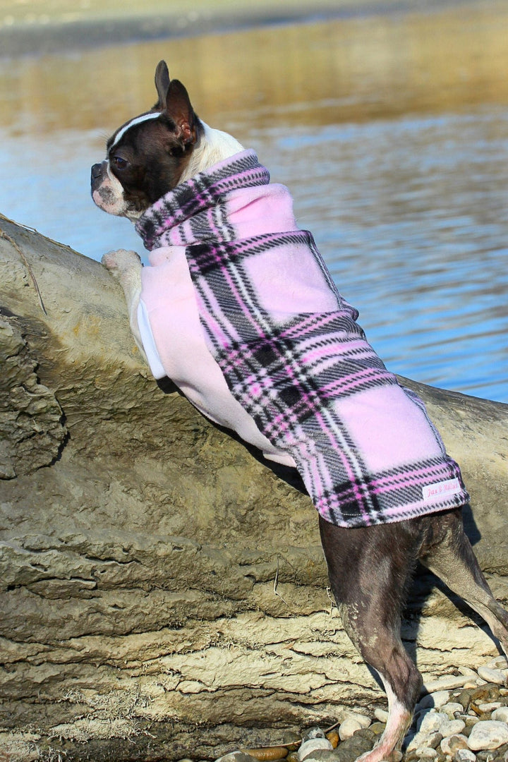 A charming Boston Terrier showcases the Jax & Molly's pink plaid dog sweater, featuring a stunning pink and black plaid design with a light pink underbelly.