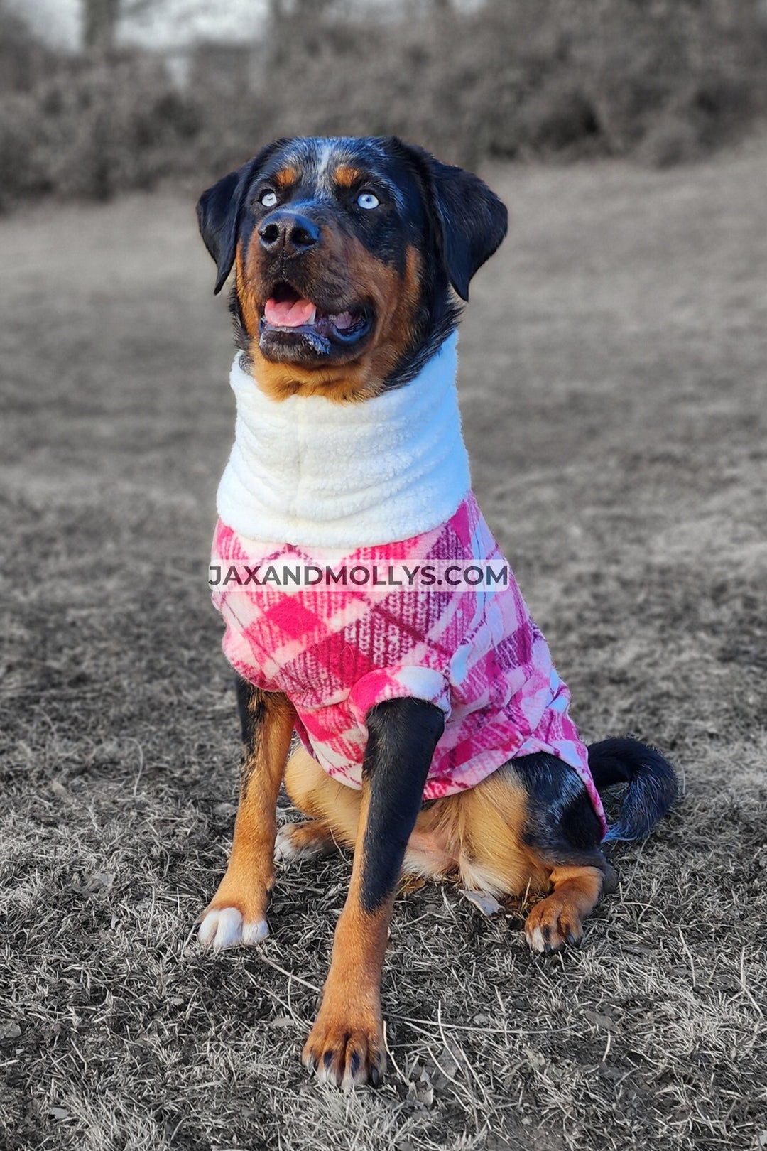 Canine showcasing a pink plaid fleece sweater with a faux sherpa turtleneck.