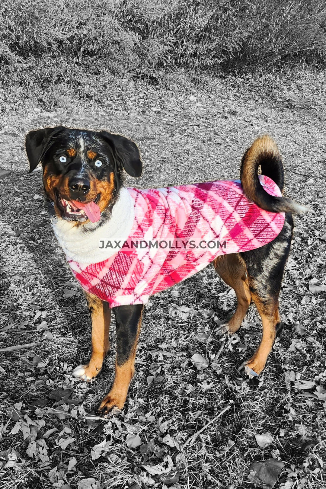 A dog showcasing a pink plaid fleece sweater with a faux sherpa turtleneck.