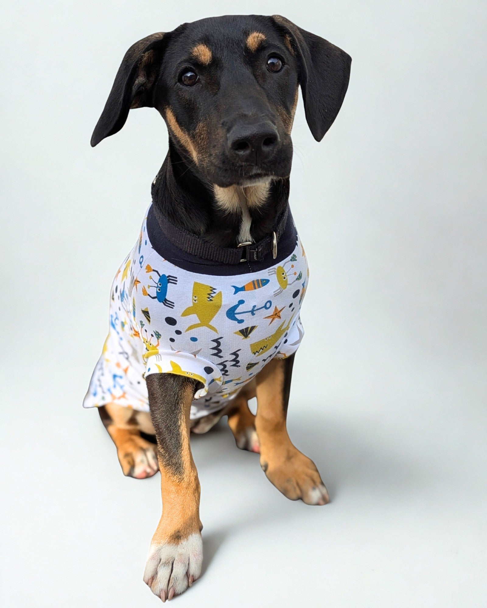 Playful Fish & Sharks cotton-spandex dog pajamas on cute black dog, sitting