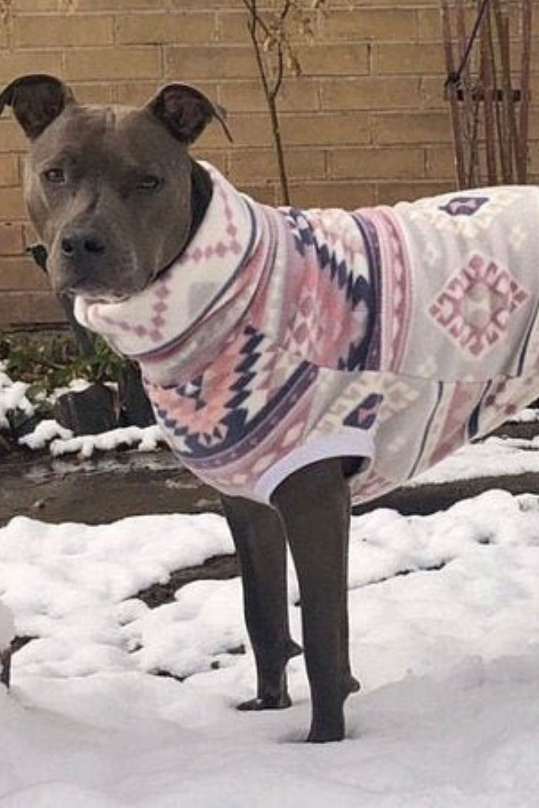 Gray pitbull modeling Jax & Molly's Purple Aztec Dog Sweater displaying the gorgeous purple, gray and white aztec print combination.