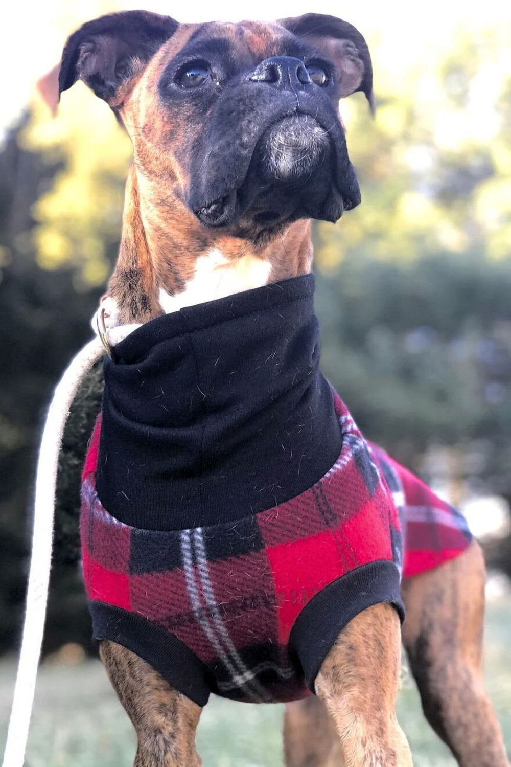 Stunning boxer modeling Jax & Molly's Red & Black Plaid Dog Sweater, showcasing a striking red, black, and white plaid pattern paired with a sleek black sweatshirt turtleneck.