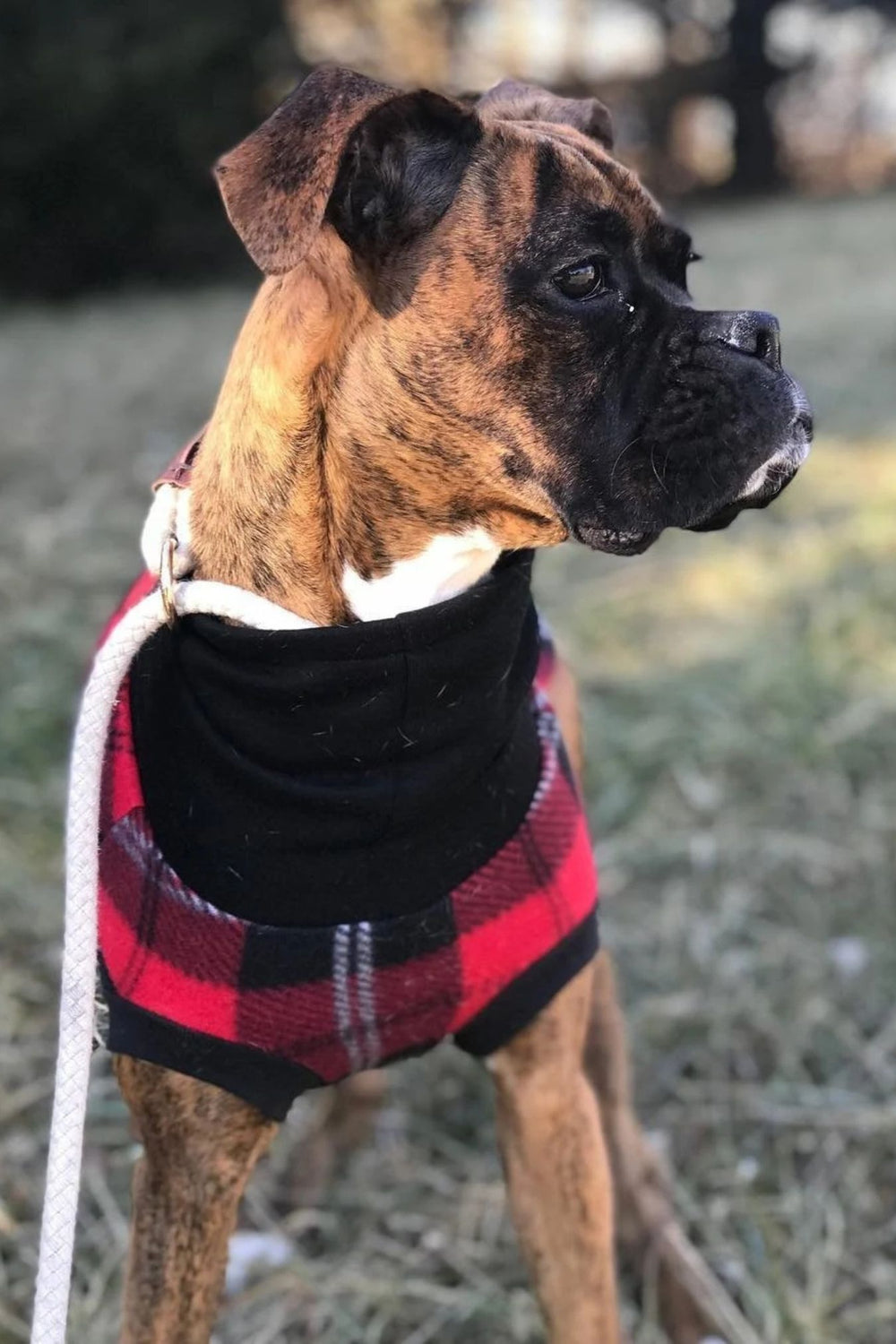 Stunning boxer modeling Jax & Molly's Red & Black Plaid Dog Sweater, showcasing a striking red, black, and white plaid pattern paired with a sleek black sweatshirt turtleneck.