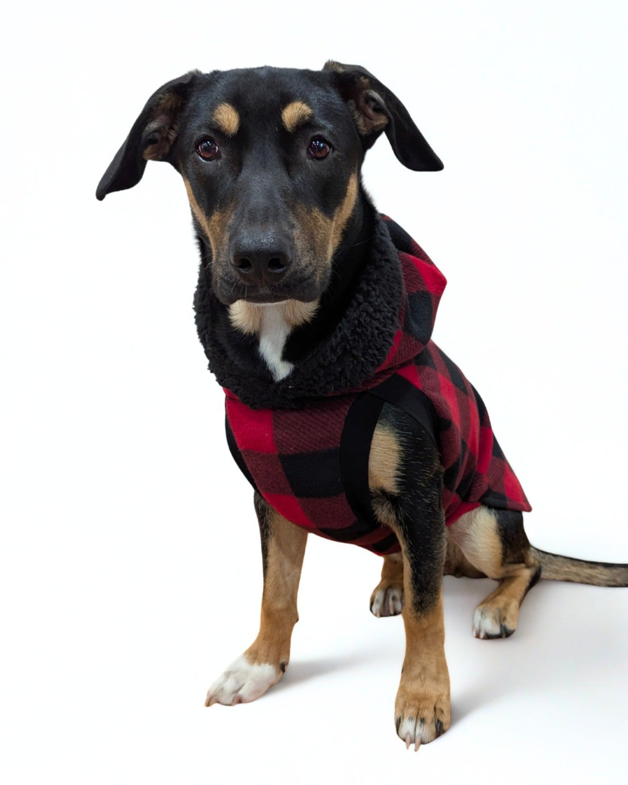 Dog wearing red buffal plaid fleece dog sweater with black sherpa-trim hood