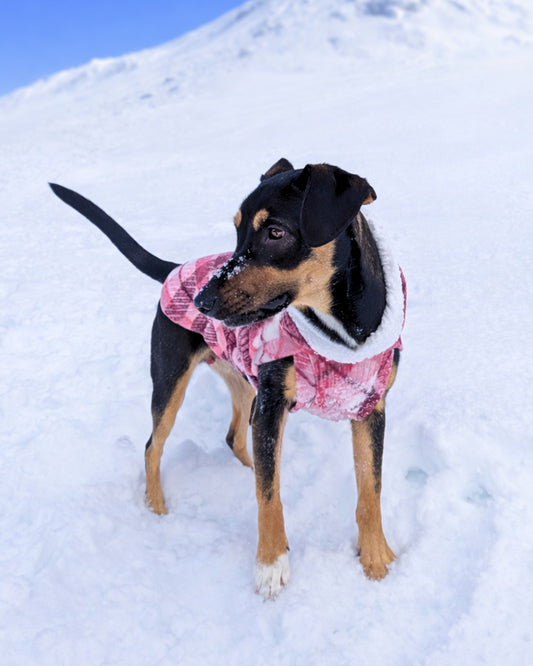 Rose and fuchsia plaid fleece dog sweater with white sherpa-trim hood on standing black and tan dog on snowy mountain