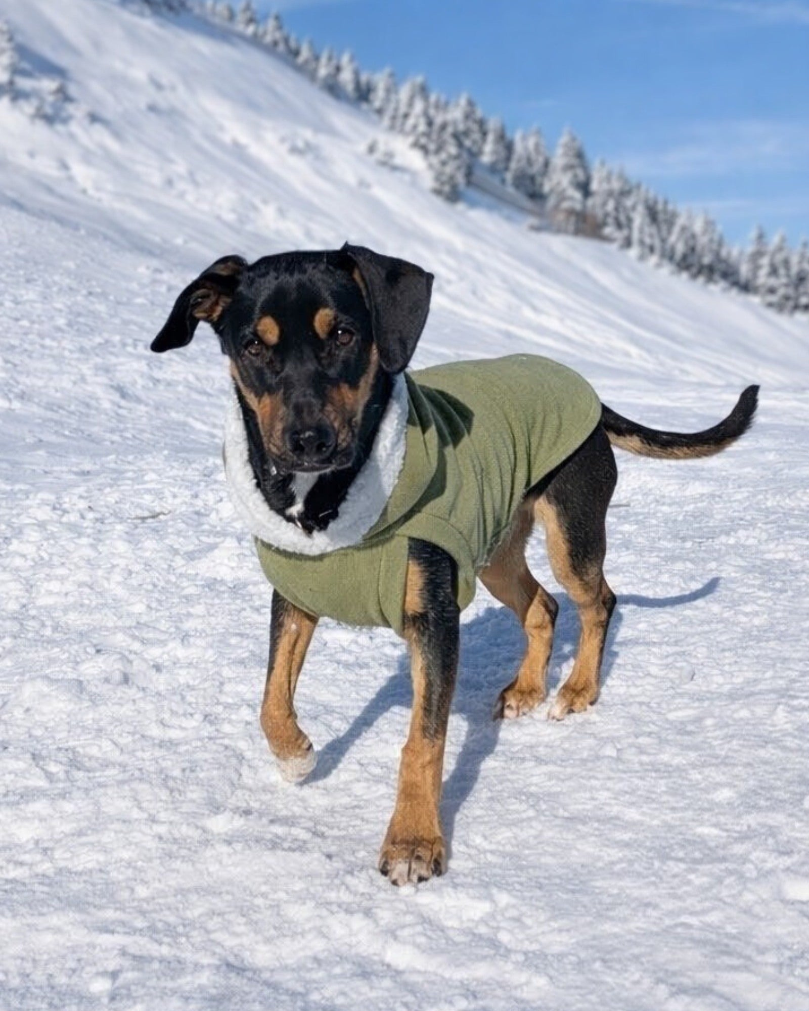 Sage green fleece dog sweater with white sherpa trim on dog standing side profile in snow