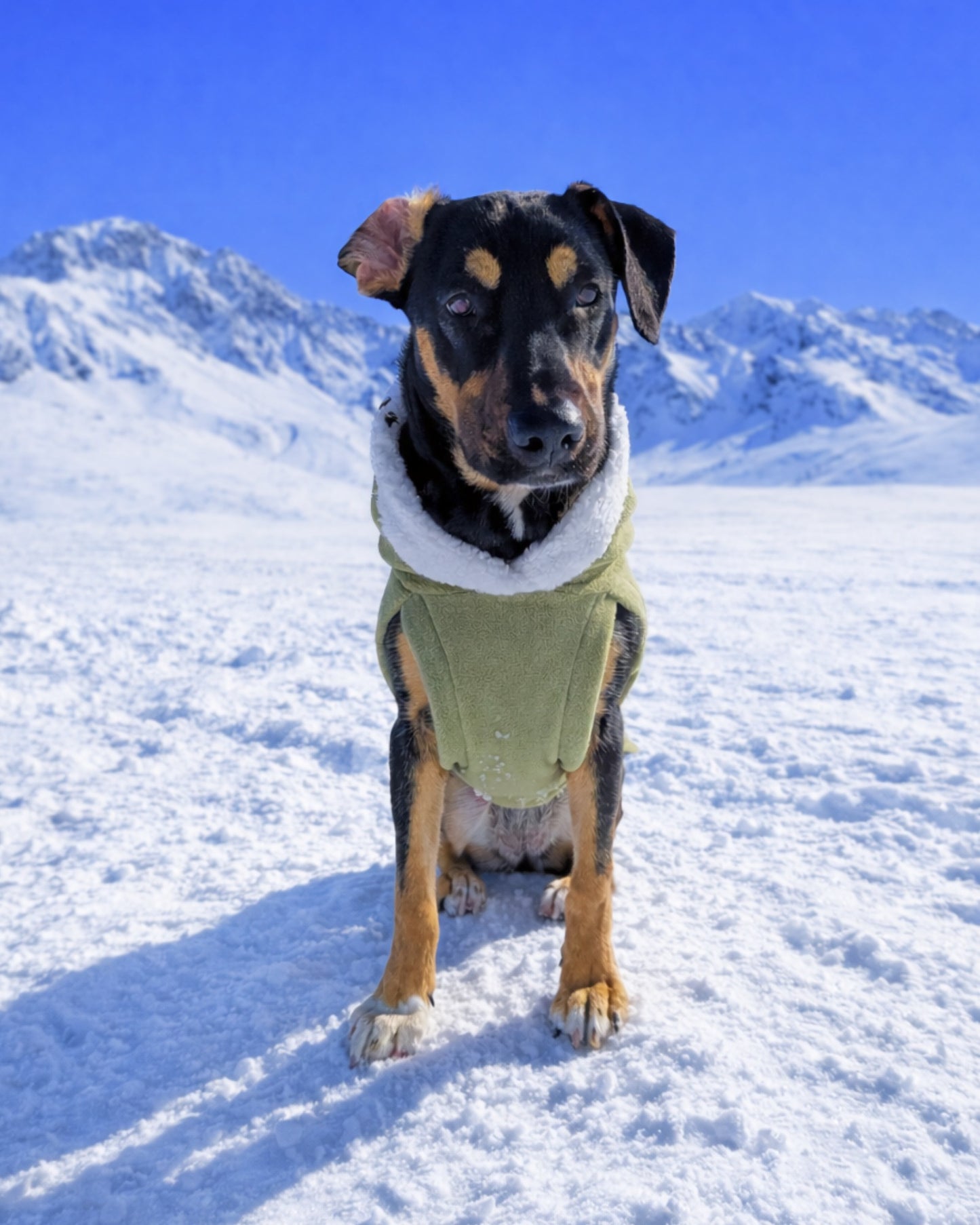 Sage green fleece dog sweater with sherpa hood on dog standing front view in snow
