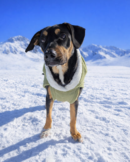 Sage green fleece dog sweater with sherpa hood on dog sitting front view snowy mountain background
