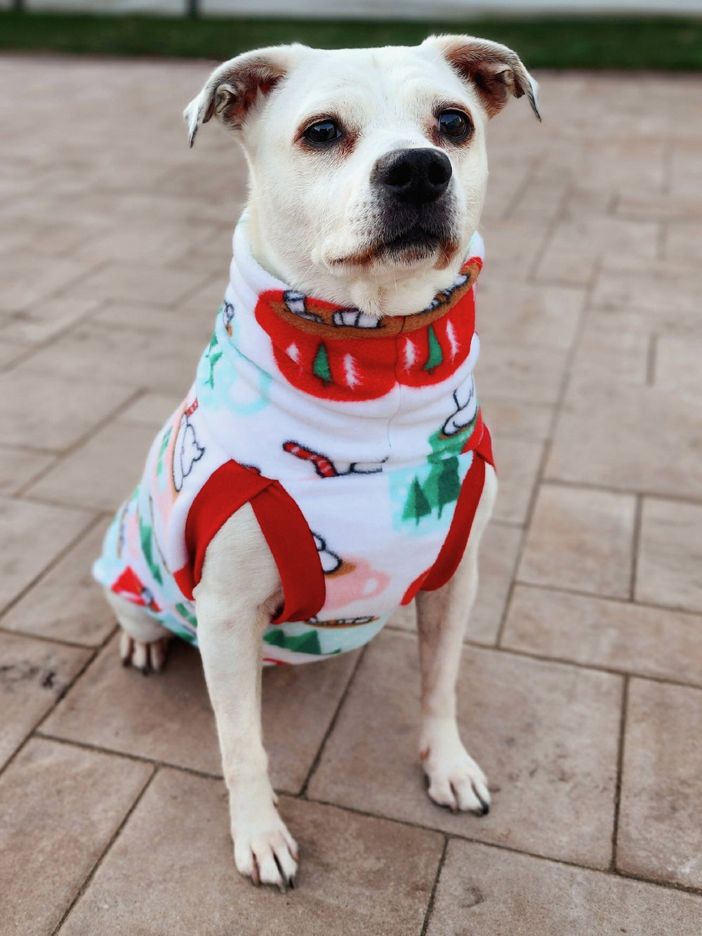 Front profile of a white dog wearing a cute sweater with a print of cocoa mugs adorned with Santa faces and pine trees on white.