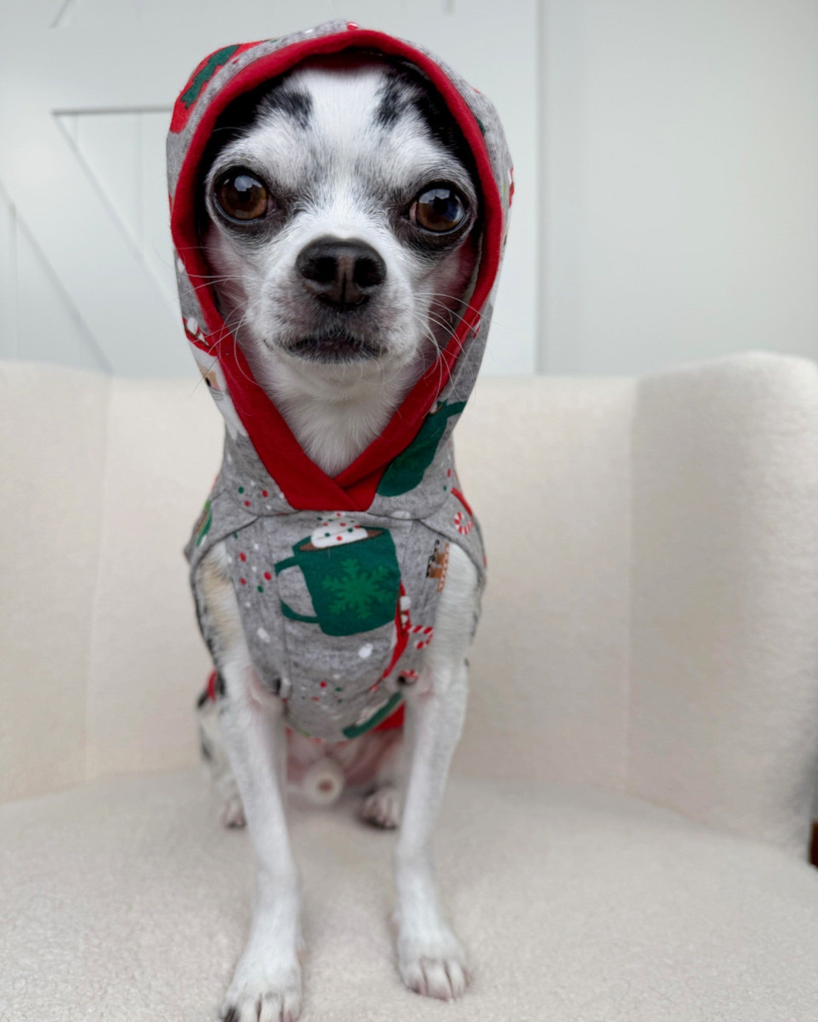 Dog wearing festive Santa cocoa print hoodie with red hood trim