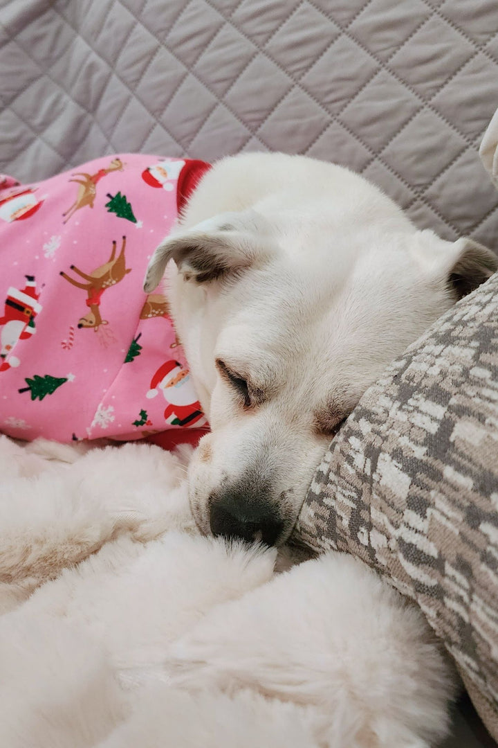 A napping pup showcasing Jax & Molly's Santa & Friends Dog Pajamas, embellished with a delightful print of Santa, reindeer, pine trees, and festive holiday accents on a captivating pink background.