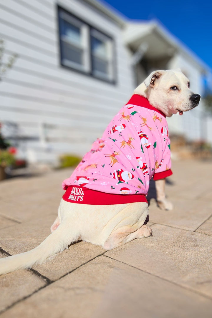 Charming white pup showcasing Jax & Molly's Santa & Friends Dog Pajamas, embellished with a delightful print of Santa, reindeer, pine trees, and festive holiday accents on a captivating pink background.