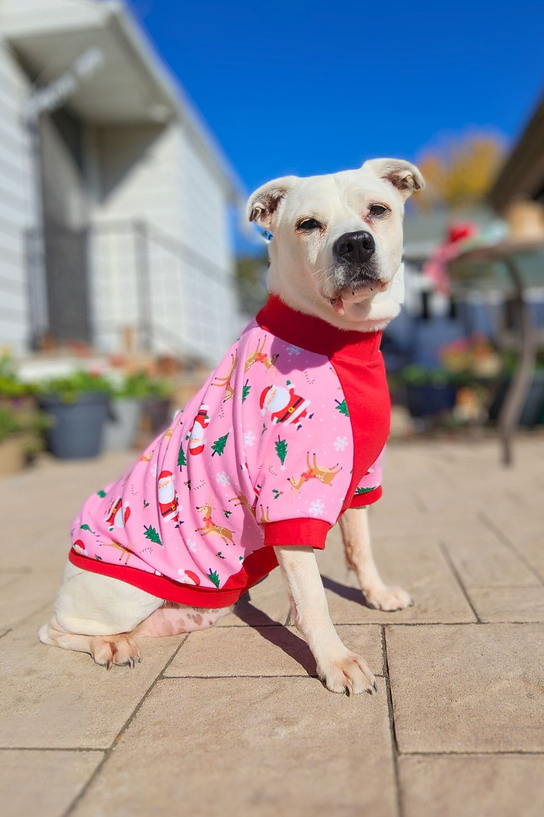 Adorable white pup modeling Jax & Molly's Santa & Friends Dog Pajamas adorned with an adorable print featuring Santa, deer, pine trees, and other holiday accents set against a delightful pink background.