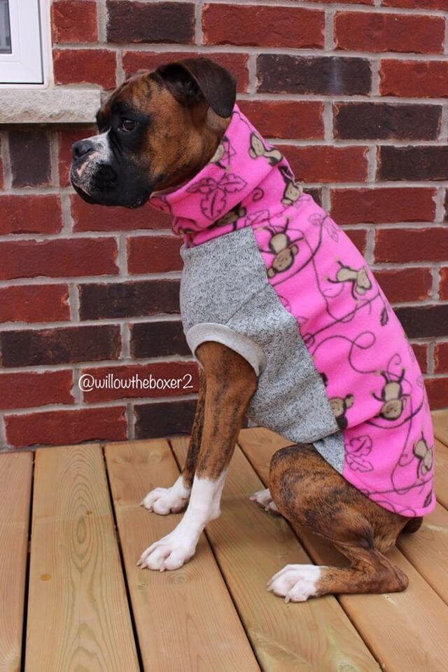 Cute Boxer wearing Jax & Molly's Silly Monkey Dog Sweater adorned with charming monkeys swinging on vines against a pink backdrop, accented by a gray underbelly.