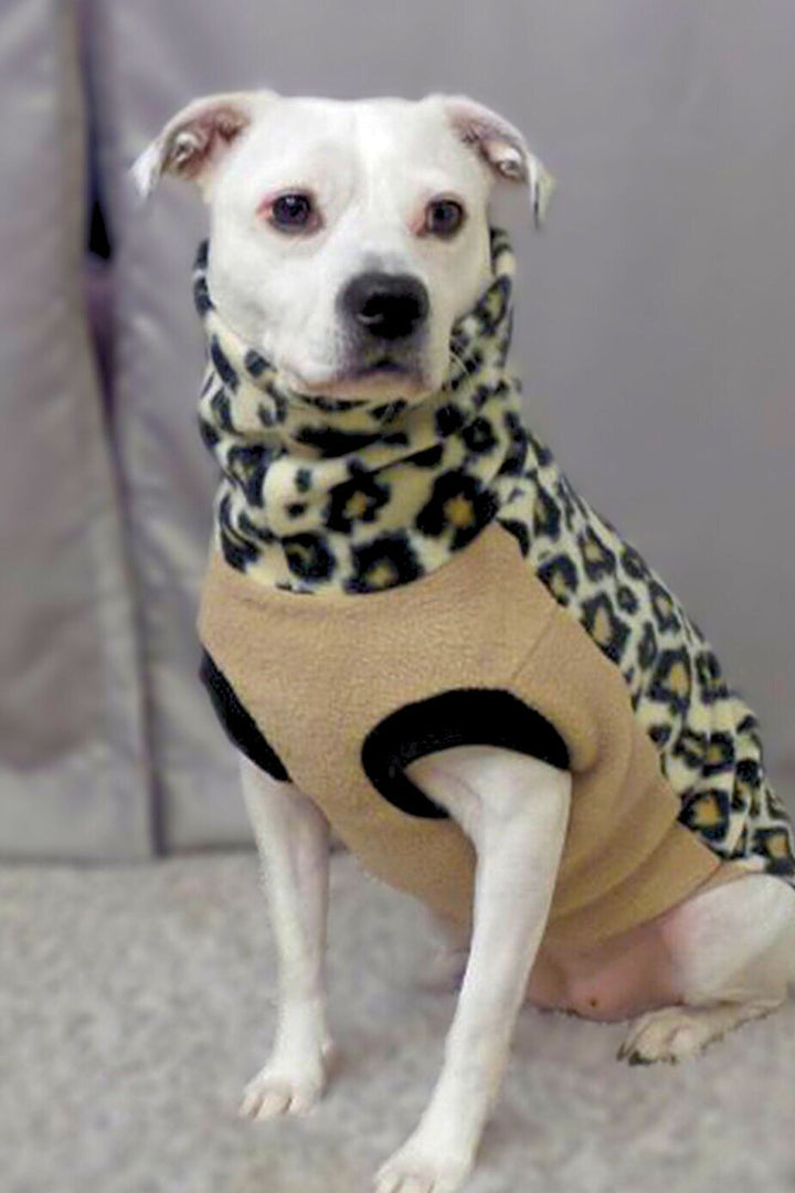 An adorable white Pitbull showcases Jax & Molly's Leopard Dog Sweater, flaunting its stunning animal print on the back and a stylish turtleneck, complemented by a tan underbelly.