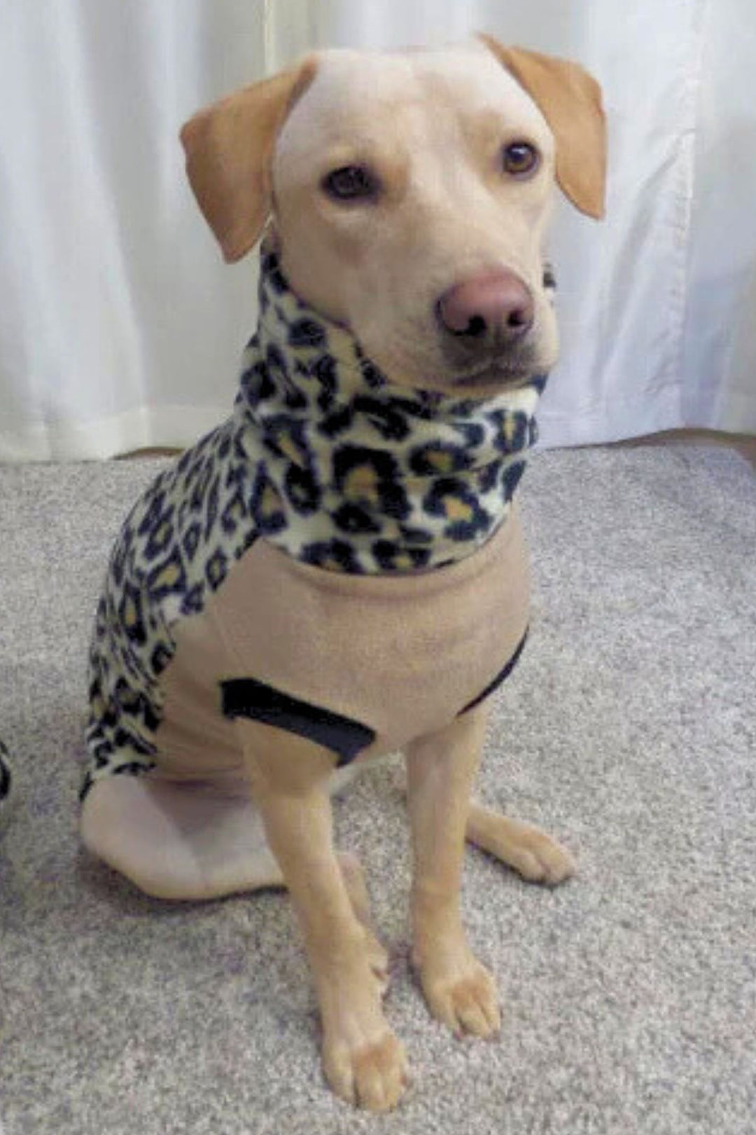 An adorable Labrador showcases Jax & Molly's Leopard Dog Sweater, flaunting its stunning animal print on the back and a stylish turtleneck, complemented by a tan underbelly.