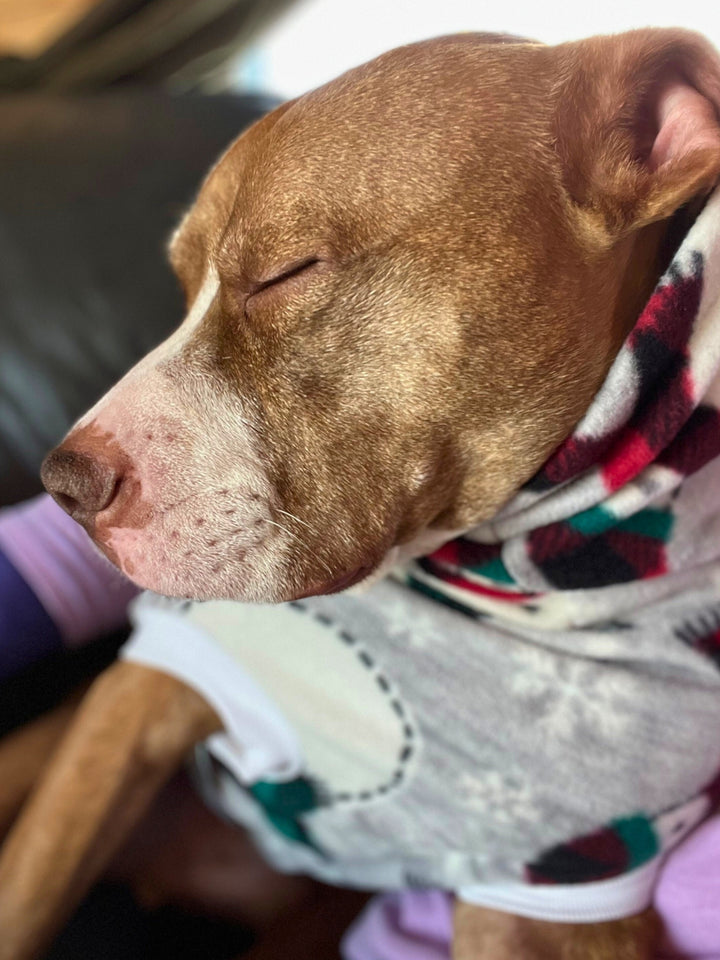 Cinnamon colored dog taking a nap wearing a grey sweater.