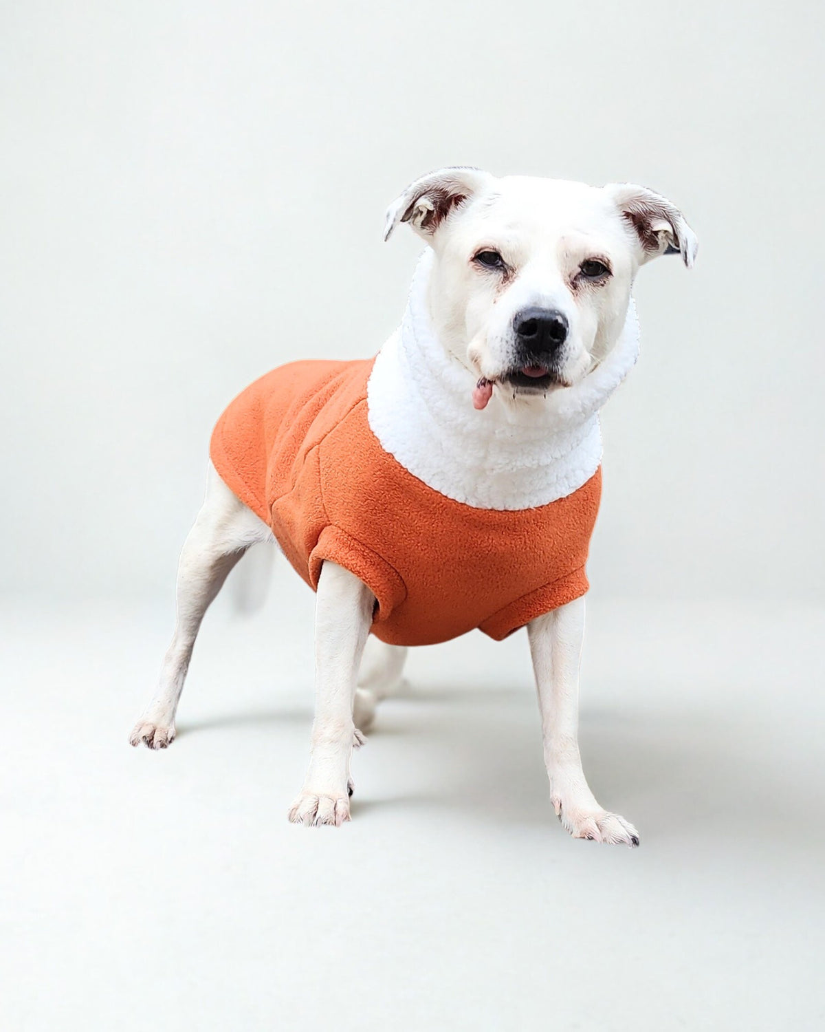 Orange fleece dog sweater with sherpa turtleneck on white dog, front view standing