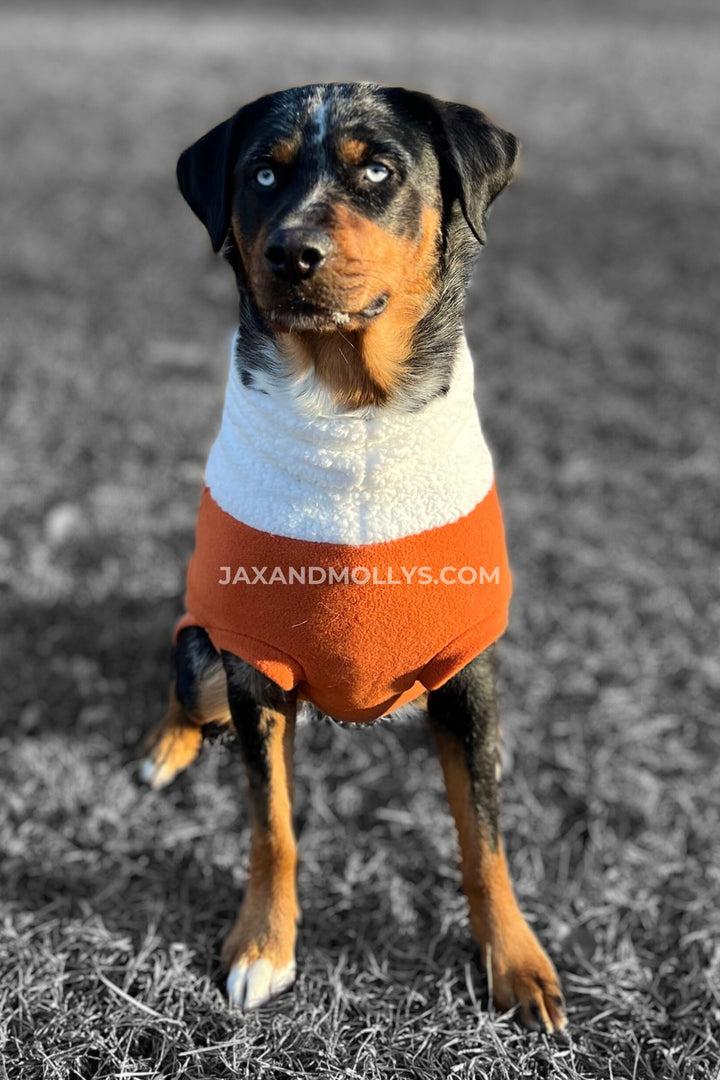 Large dog modeling and orange dog sweater by Jax & Molly's.