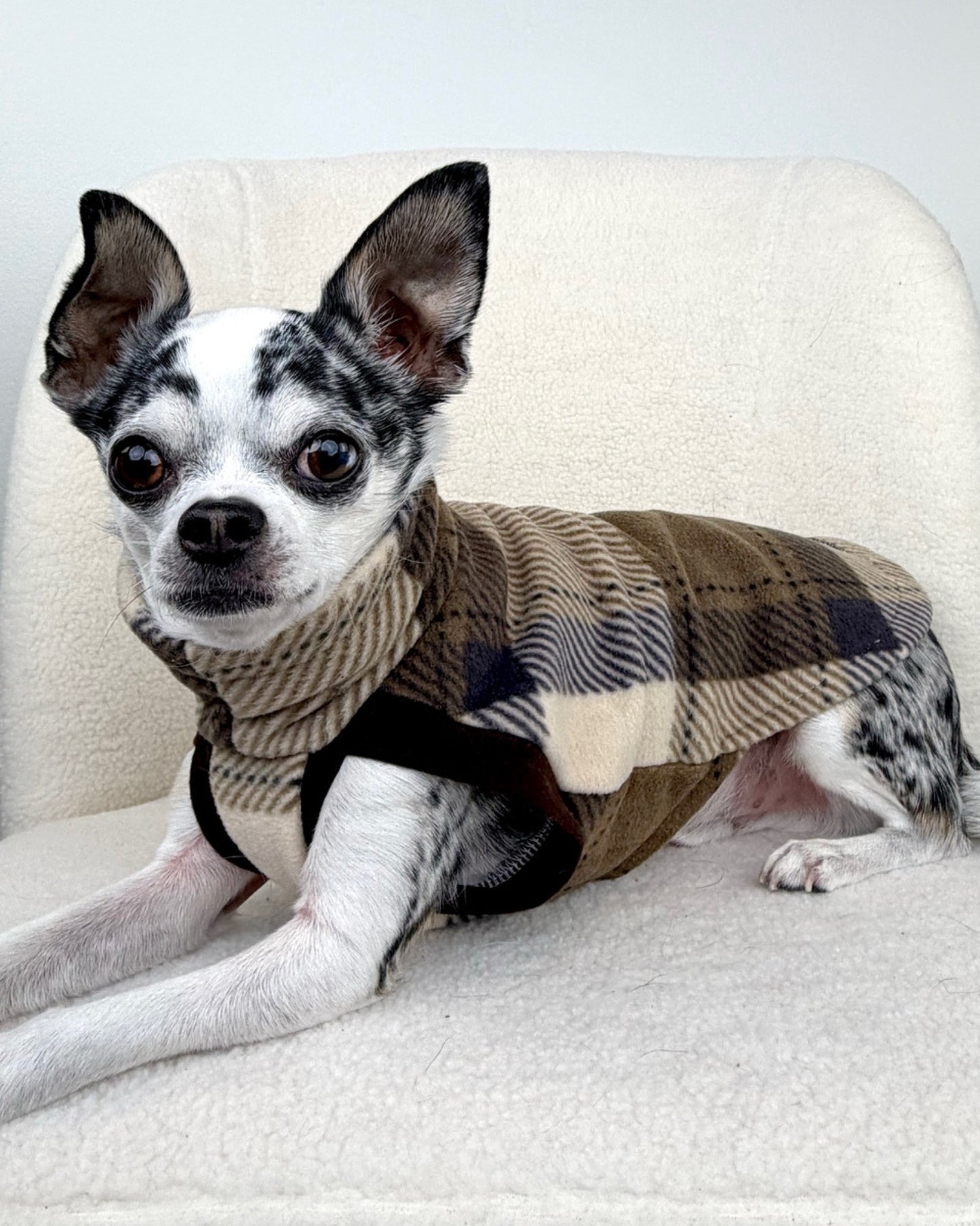 Chihuahua modeling a pullover dog sweater in a tan and brown plaid