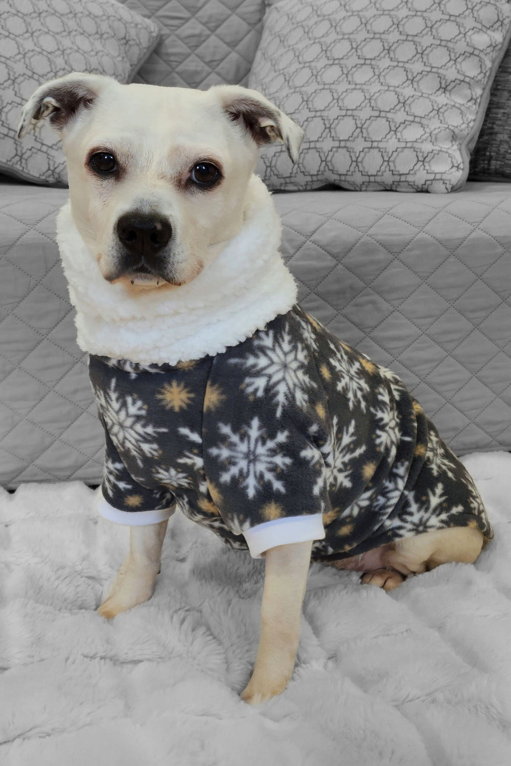 Cute white dog sporting Jax & Molly's Twinkling Dog Sweater, featuring a white snowflake print with gold accents on a gray background.