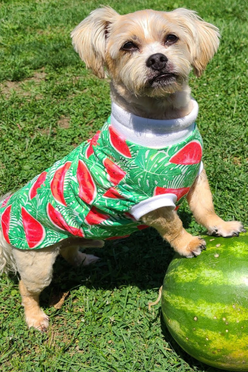 An irresistibly cute dog, donning a watermelon-patterned shirt accented with white trim, stands charmingly atop a real watermelon.
