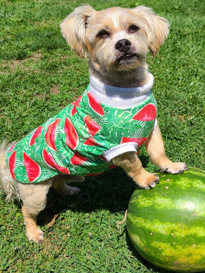 An irresistibly cute dog, donning a watermelon-patterned shirt accented with white trim, stands charmingly atop a real watermelon.