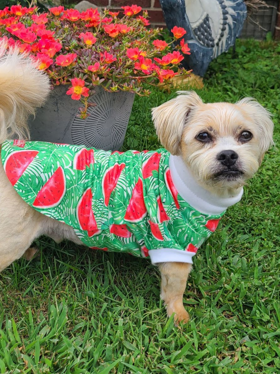 A sweet dog, donning a watermelon-patterned shirt accented with white trim, standing atop a grassy field.