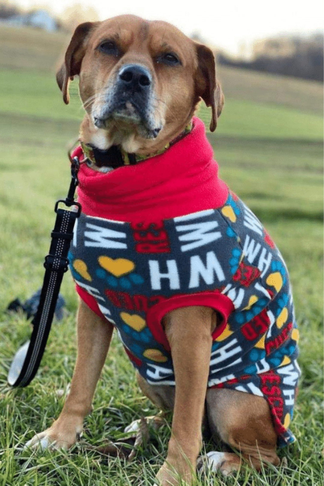 Cute pup sporting Jax & Molly's dog sweater, featuring the phrase Who Rescued Who and accented by a striking red turtleneck.