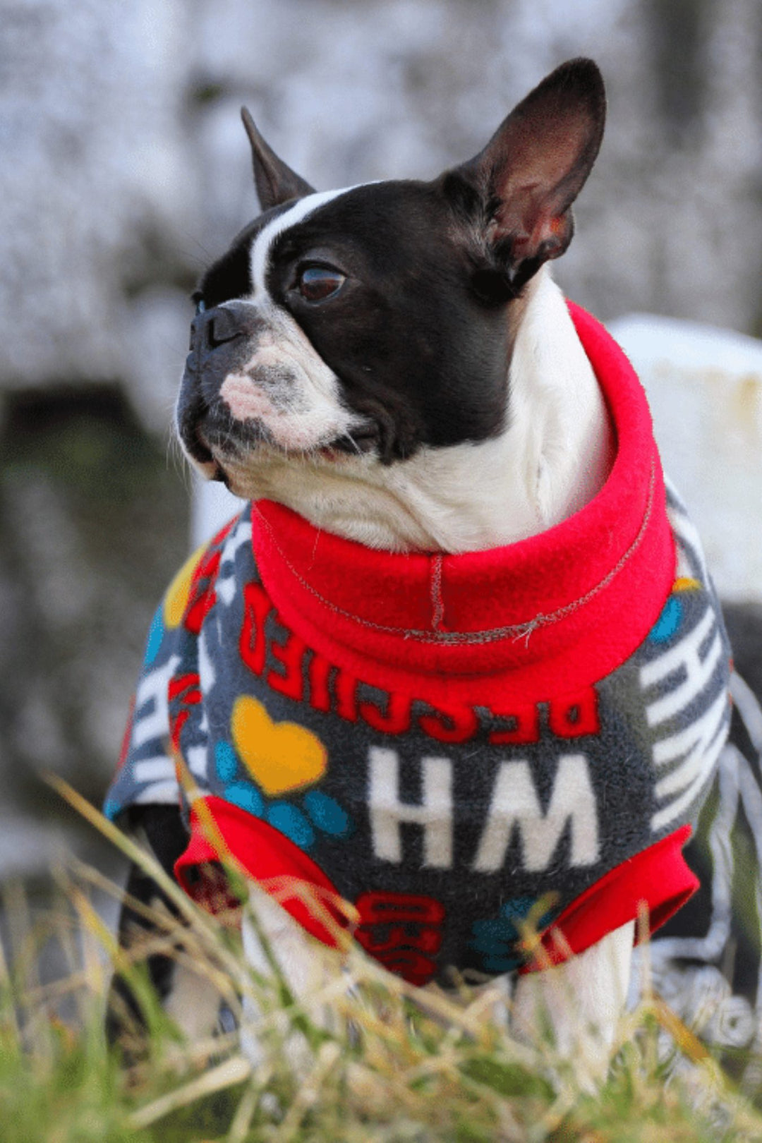 Cute Boston Terrier sporting Jax & Molly's dog sweater, featuring the phrase Who Rescued Who and accented by a striking red turtleneck.