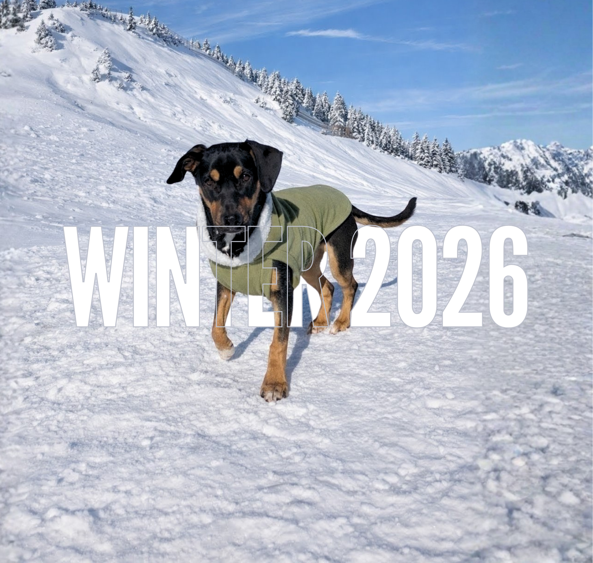 Sage green fleece dog sweater with white sherpa-trim hood on black dog, Winter 2026 text