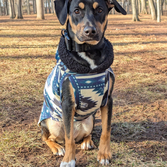 Blue and tan aztec fleece dog sweater with hood on black dog, performing trick