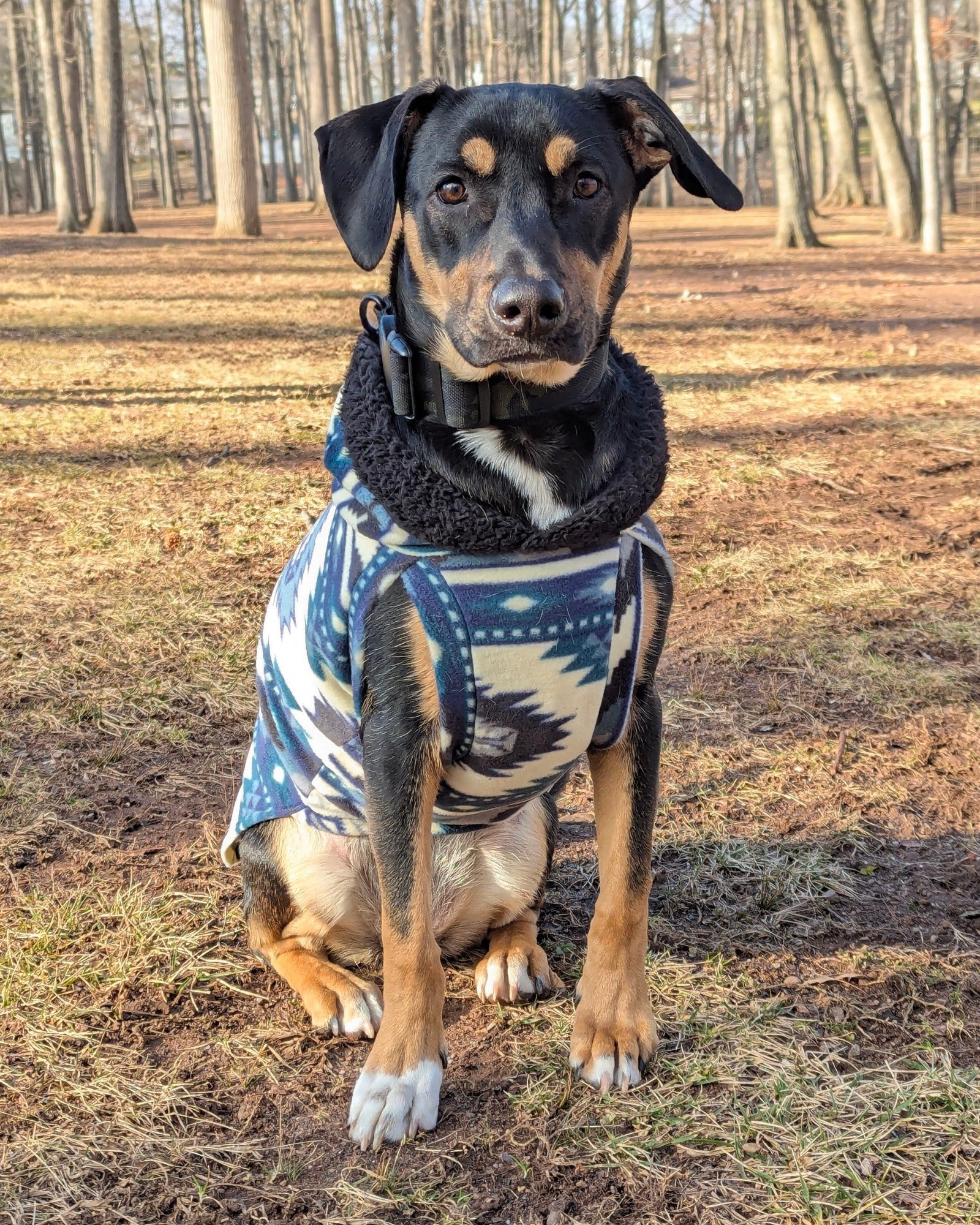 Blue and tan aztec fleece dog sweater with hood on black dog, performing trick