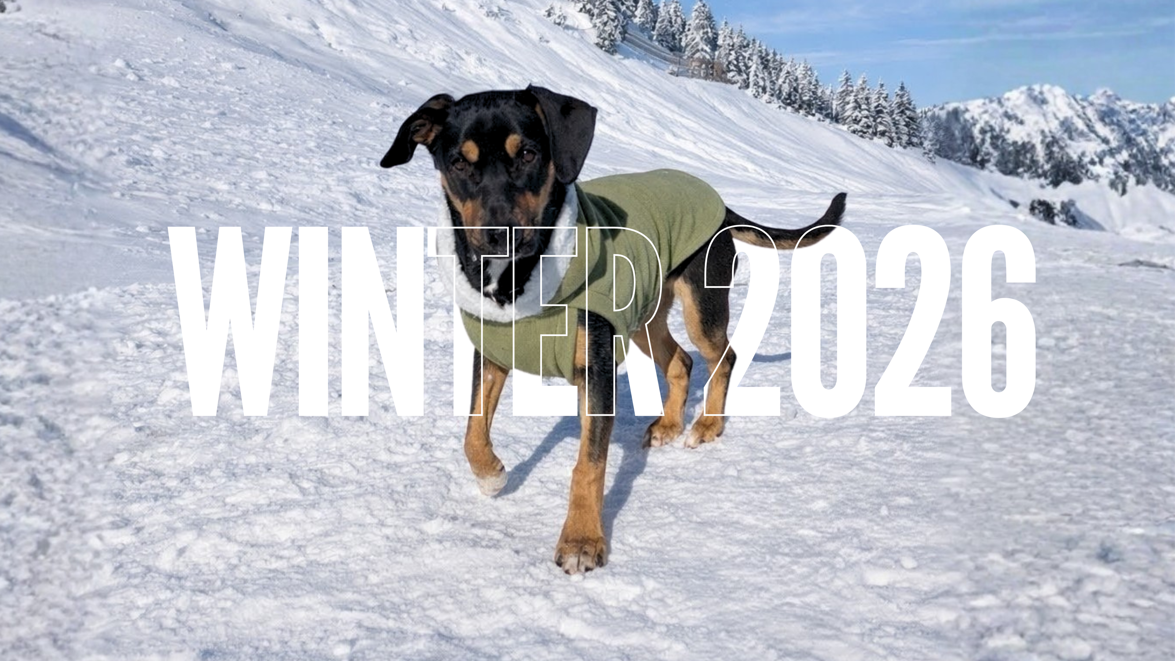 Sage green fleece dog sweater with white sherpa-trim hood on black dog, Winter 2026 text