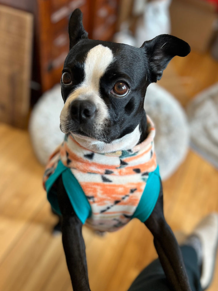 Adorable Boston Terrier wearing an orange aztec dog sweater by Jax & Molly's