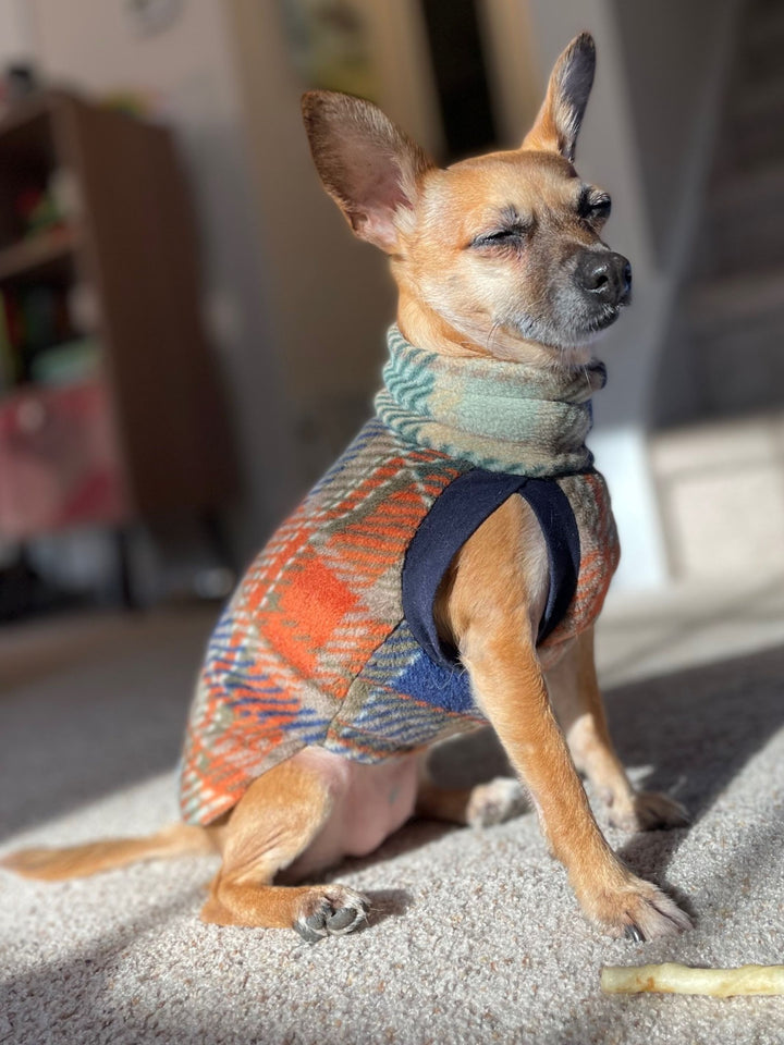 Chihuahua modeling a Jax & Molly's fleece dog sweater in an orange, blue and green plaid