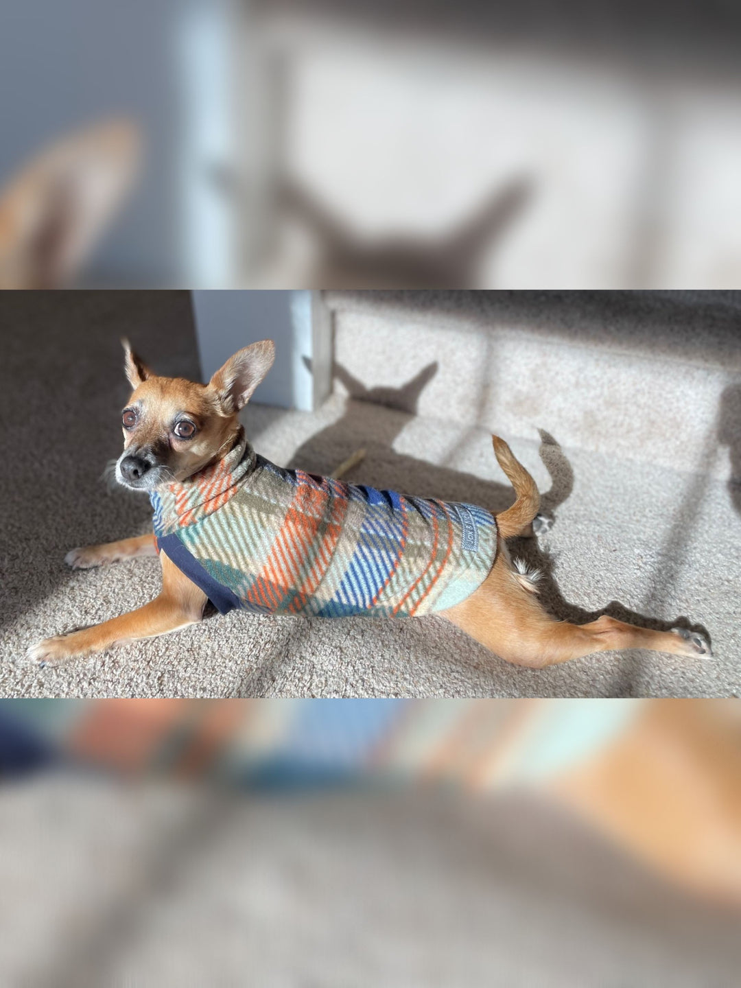 Chihuahua laying down modeling an autumn plaid fleece pullover dog sweater by Jax & Molly's 