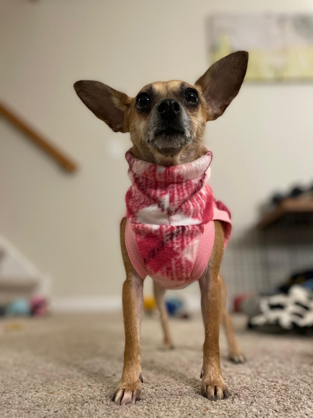 The Bubble Gum Plaid Dog Sweater