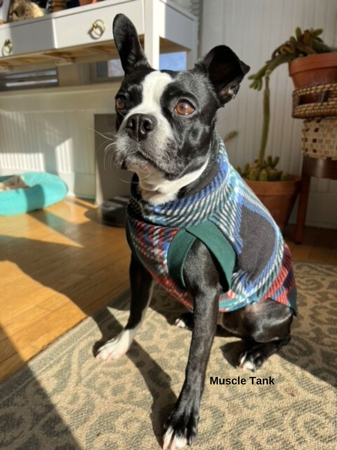 Boston Terrier wearing a navy plaid fleece pullover dog sweater by Jax & Molly's