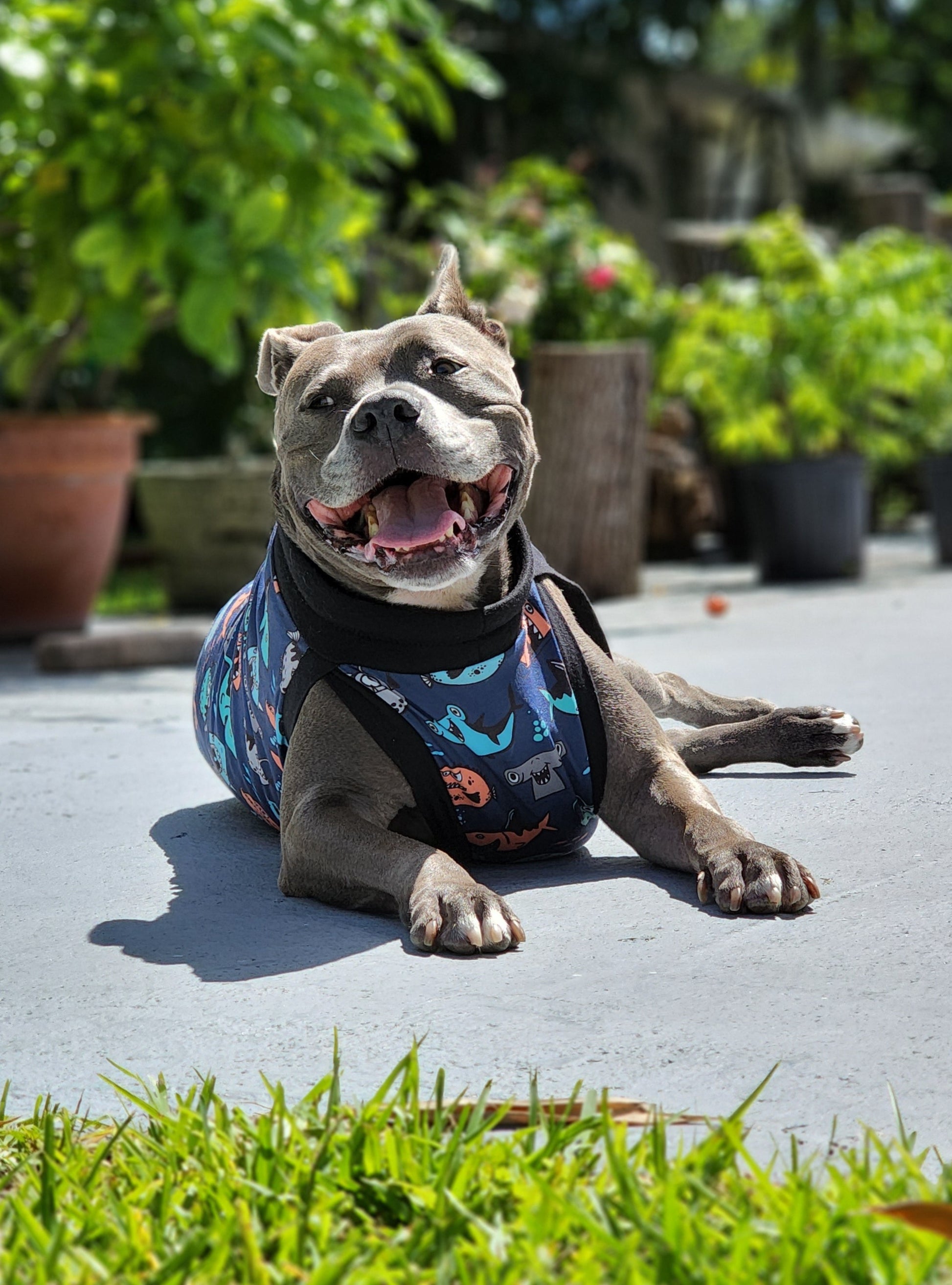 Jax & Molly's Dog Pajamas - Sharks Fish Blue